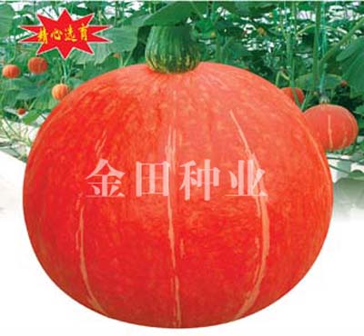 红金宝F1