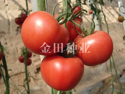 博瑞F1