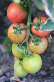 澳洲毛桃番茄