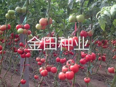 荷姆特309