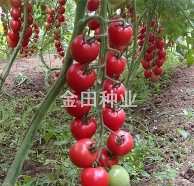 艾丽丝
